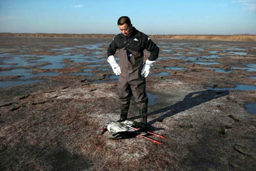 An animal protection volunteer looks at the body of a dead Oriental white stork at Beidagang Natural Reserve in Tianjin on Nov 12. About 20 of the endangered storks were found dead after being poisoned by poachers. Wang Jianing / for China Daily 