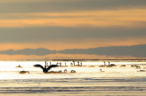 Migratory whooper swans bask in the morning sunshine at Qinghai Lake in northeastern Qinghai province on Nov 27. [Photo/Xinhua]
