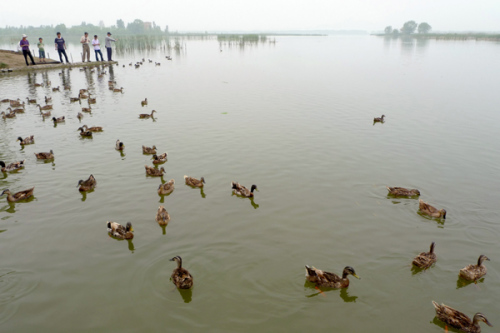 Wild ducks at Widgeon Lake National Wetland Park in Yanqing county, Beijing, on June 15, 2010. [Photo by Su Weizhong / for China Daily]