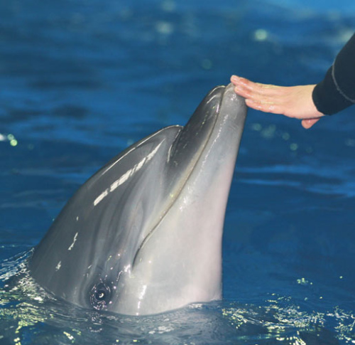 Dolphins help children open up just by simply playing with them. [Photo by Li Bo /For China Daily] 