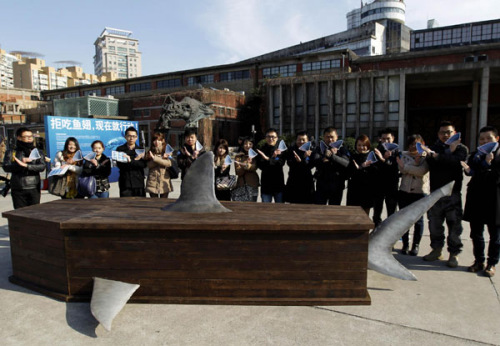 Volunteers call for refusing to eat shark fin in Shanghai on Dec 9. [Photo/Xinhua]