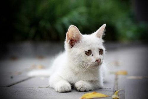 It's an all too common sight in Beijing: stray cats roaming the streets in search of food.