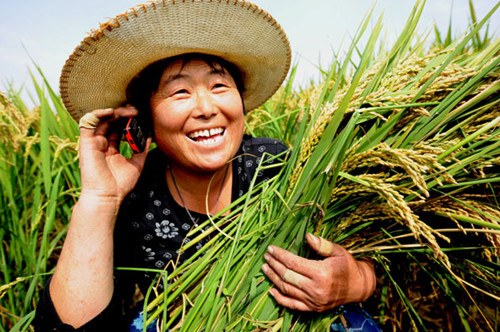 A farmer in Zhumadian, Henan province, talks to her son on a cell phone about October's good rice harvest. ZHAO XUEFENG / FOR CHINA DAILY