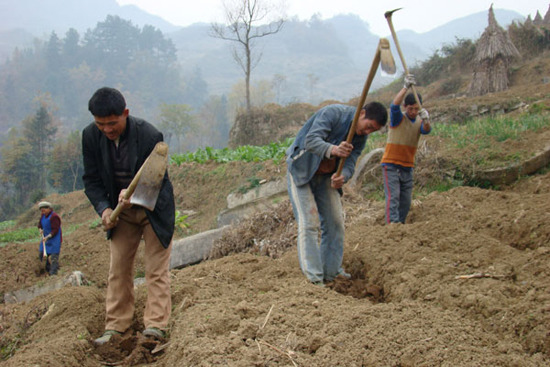 Farmers planting tea trees in Zheng'an county, Southwest China's Guizhou province. Zheng'an plans to increase the tea plantation to 27,000 hectares over the next three years from the present 17,000 hectares, as part of its efforts to improve the county's overall living standard. Mu Xiangdong / For China Daily 
