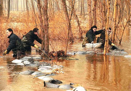 Workers place bags of activated carbon into the water to absorb contaminants in Yuecheng reservoir in Handan, Hebei province, after it was polluted by aniline that flowed in from Shanxi province. Zhu Xudong / Xinhua