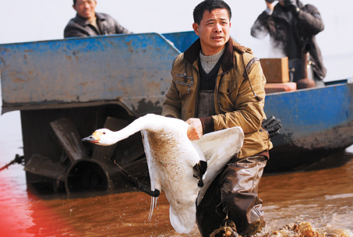 A distressed swan is taken from Dongting Lake, Hunan province, on Sunday after 15 swans and 31 wild ducks were found dead. Police believe the birds were poisoned and five suspects have been arrested. [Li Feng / For China Daily]