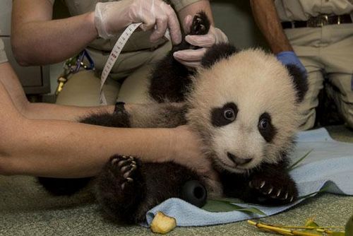 A baby panda cub at the San Diego Zoo in the United States has received a clean bill of health after a check-up.