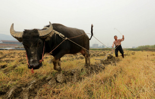 A farmer plows a field in Rongan county, the Guangxi Zhuang autonomous region, on Tuesday. [TAN KAIXING / FOR CHINA DAILY]