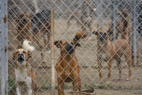 Dogs in an animal shelter of the China Small Animal Protection Association in Beijing. [PROVIDED BY CHINA SMALL ANIMAL PROTECTION ASSOCIATION]