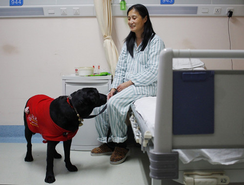 Guide dog Jiang Quan accompanies his owner Huang Ming in a ward at Shanghai Shibei Hospital on Sunday. [GAO ERQIANG / CHINA DAILY]