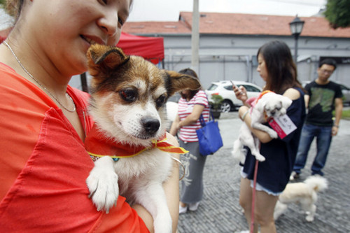 A dog waits to be picked at an adoption event for stray cats and dogs in Huangpu district in Shanghai in September. [YONG KAI / FOR CHINA DAILY]
