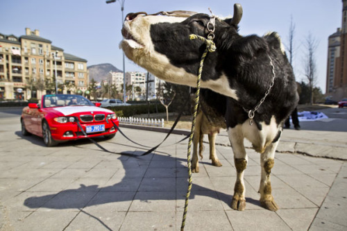 A cow drags a red BMW in Qingdao, Shandong province, Feb 19, 2013. Li Liangkui spent 1,000 yuan to hire the cow to stage a protest after a repair shop repeatedly failed to fix his car since October.[Photo/asianewsphoto]