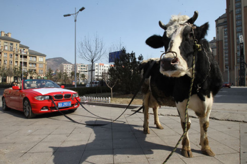 A cow drags a red BMW in Qingdao, Shandong province, Feb 19, 2013. Li Liangkui spent 1,000 yuan to hire the cow to stage a protest after a repair shop repeatedly failed to fix his car since October.[Photo/asianewsphoto]