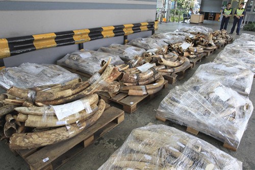 Seized elephant tusks are displayed by customs authorities in Hong Kong in October. Ivory smuggling has fallen due to strict law enforcement in China in recent years. [Provided to China Daily]