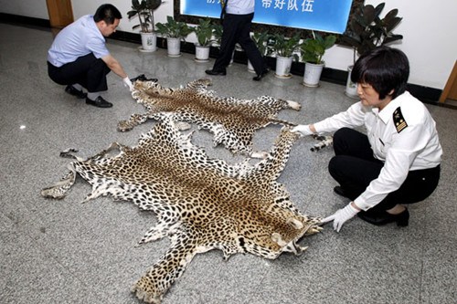 Zhengzhou customs officers display two leopard furs that they confiscated in a 2011 crackdown on smuggling of are wild animal products. The two furs, found in an undeclared parcel from Senegal, were worth 120,000 yuan ($19,280). [For China Daily]