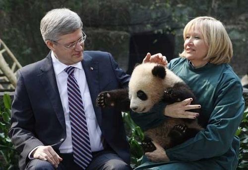 The loan of the two pandas was agreed in February 2012 during a visit to Chengdu by Canadian Prime Minister Stephen Harper.(File photo) 