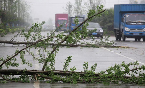 Trees are blown down by strong wind in Liuzhou, South China's Guangxi Zhuang autonomous region, March 28, 2013. Strong wind and thunder hit the city on Thursday. [Photo/Xinhua]