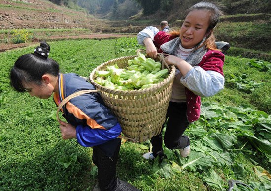 Farmers harvesting vegetables at their family farm in the Wanzhou district of Chongqing. Li Jian / Xinhua