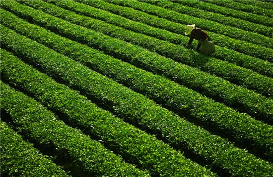 An employee at a tea production base in Chongqing's Yongchuan district harvests spring tea. Chang Xu / for China Daily