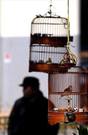 Bird lovers shop for pet birds Sunday at an unlicensed outdoor market near the intersection of Chengdu Road North and Dagu Road. Business at the market, held every Sunday, wasn't affected by the recent bird flu cases, which caused local authorities to sus