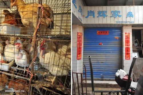 Combo photo shows the live poultry which are to be dealt with later (L) and a closed store (R) at a market in Taiyuan, capital of north China's Shanxi Province, April 10, 2013. (Xinhua/Zhan Yan) 