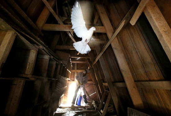 A worker disinfects a pigeon coop at a Tiantongyuan community public square in Beijing's Changping district on Sunday. The community's property management company has restricted the outdoor activity of more than 300 pigeons it raised in the square. These 