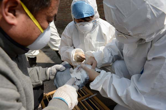Health workers obtain samples from pigeons at a village in Cuigezhuang township, Chaoyang district, Beijing, on Monday. A 4-year-old boy from the village was found to have the H7N9 virus. Hou Yu / China News Service 