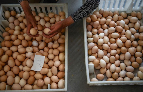 A worker on Shis farm collects eggs unsold, which has reached 2,500 kilograms, and is still growing by 100 kilograms a day. [Photo/Xinhua] 