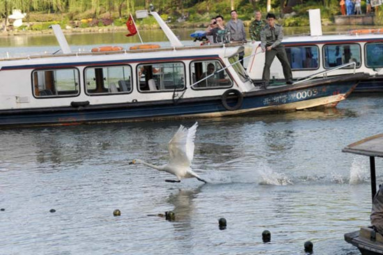 Workers from Hangzhou Zoo and West Lake Park in the Zhejiang provincial capital attempt to capture 13 swans on Monday to prevent the spread of bird flu. The swans will be sent to Hangzhou Zoo and will be closely monitored. DONG XUMING / FOR CHINA DAILY 