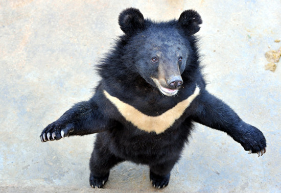 A bear at Gui Zhen Tang's Fujian base, Feb 22, 2012. [Photo provided for China Daily]