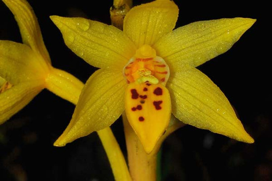 The leafless orchid has been confirmed as a new species. Zhai Junwen / FOR CHINA DAILY 