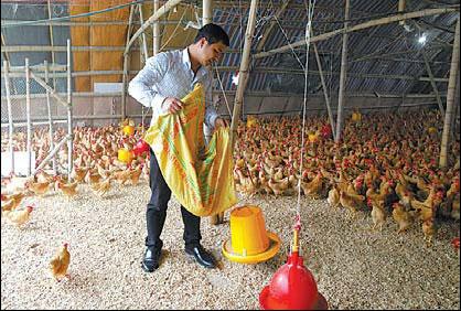 Pan Jianjing, 37, is worried about the cost of keeping his 16,000 unsold chickens on his farm. Gao Erqiang / China Daily