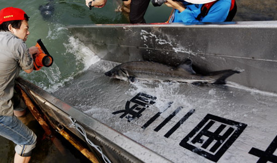 On Wednesday, 8,000 farmed Chinese sturgeons were released in the Yangtze River from Binjiang Park in Yichang, Hubei province. The rare species, which is on the national wild animal protection list, were returned to their natural habitat for the purpose of conservation. [Wen Zhenxiao/Asianewsphoto]