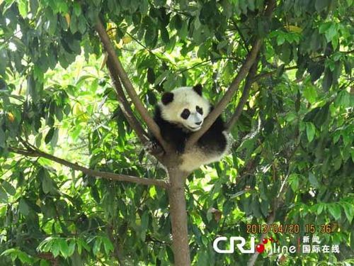 Some of the young pandas climbed to the top of trees during the earthquake.