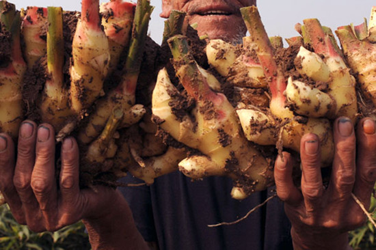 Weifang is concerned about the use of a highly toxic pesticide on ginger, shown here. Wang Zhide / for China Daily