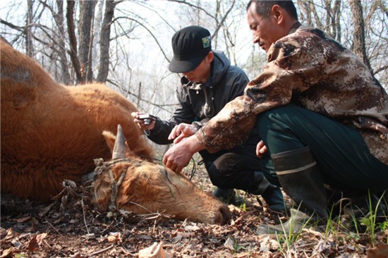 Wang Zengxiang, a herdsman in Hunchun, Jilin province, and an official from the Wildlife Conservation Society check the bite marks on a cow that was killed by Siberian tigers on Monday. Yang Jun / for China Daily