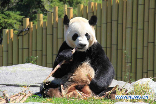 Giant panda Da Mao is seen at the Toronto Zoo in Toronto, Canada, May 16, 2013. About 200 VIP guests attended the opening ceremony of the Giant Panda exhibition at he Toronto Zoo on Thursday. The exhibit features two pandas from China, Da Mao and Er Shun, who will be staying in the Toronto Zoo for five years before they are moved to the Calgary Zoo for another five years in Canada. (Xinhua/Ma Dan)