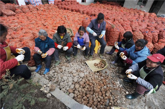 Farmers in Xiuwen county are improving their standard of living by growing konjak, a plant that is considered a health food by many people in Asia. Qiao Qiming / for China Daily