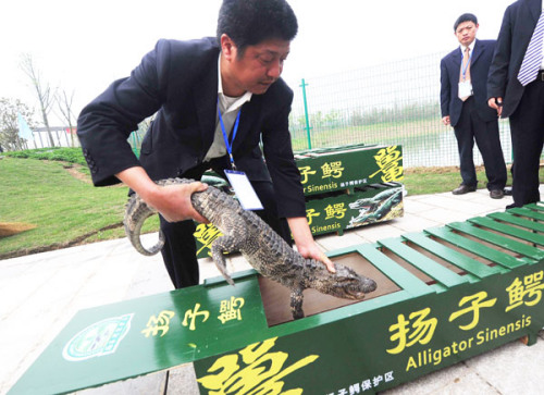 A Chinese alligator is put into a crate before being released at a local nature protection area on April 15 in Changxing county, Zhejiang province. A total of 120 Chinese alligators have been returned to the wild. Xu Yu / Xinhua News Agency