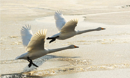 Swans and tens of thousands of rare migrant birds spend the winter in Poyang Lake Nature Reserve in Yongxiu county, Jiangxi province. China has established 286 national nature reserves in the past 20 years. Duan Changzheng / for China Daily