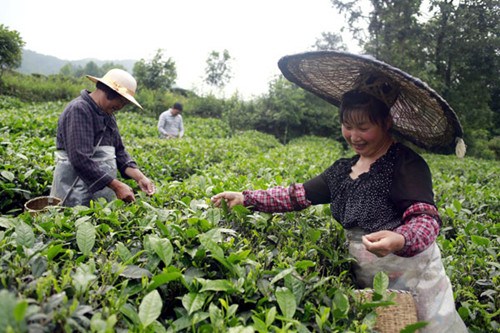 Tea plantations flourish on the fertile soil of Guizhou's mountains. Photo by Feng Yongbin / china daily