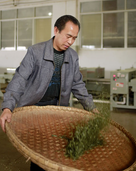 Tea plantations flourish on the fertile soil of Guizhou's mountains. Photo by Feng Yongbin / china daily