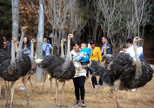 Yunnan safari park is a place where visitors can enjoy close contact with ostriches. It's a place where parents can take their children there to observe and feed the animals. [Photo/Xinhua] 