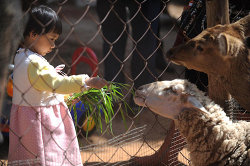 You can buy vegetables first and then take your children to the zoo not that far from home. It's a place where children get closer to animals which will help improve their sense of responsibility and caring. [Photo/Xinhua] 
