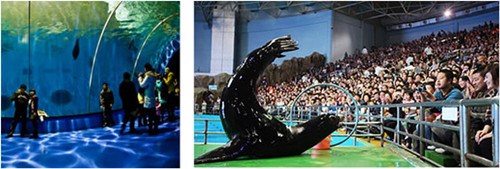 It has the largest ocean-themed theater which can accommodate 2,800 people. Whales, dolphins, sea lions and walruses all perform together. A lot of animals participate in an animal-themed Olympic Games. Children can certainly have a happy holiday watching the marine animals perform. [Photo/Provided to Chinadaily.com.cn] 