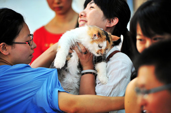 Homeless Animals Adoption Day, organized by Tianjin's non-government shelters, has run for four years in Tianjin to encourage more people to adopt stray animals. You Sixing / for China Daily