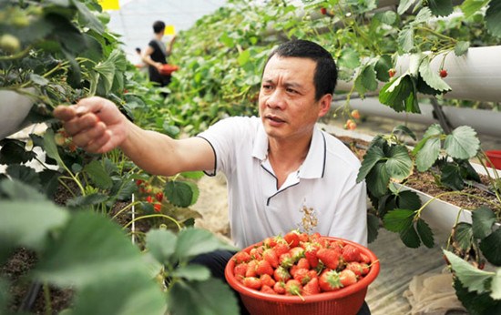 Hydroponically cultivated strawberries are harvested in Shangjie, a village in Lingchuan county, the Guangxi Zhuang autonomous region, in April. Scientific and technological authorities in Guangxi used a special 1.5 million yuan ($245,000) fund to support hydroculture in the village after a water shortage. Photo by Lu Boan / Xinhua