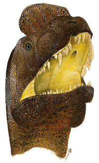 An impression of a Sinosaurus with dental disease. Provided to China Daily