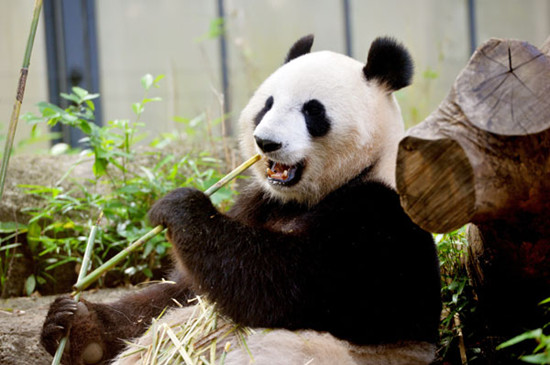 Giant panda Shin Shin munches bamboo in her cage at Tokyo's Ueno Zoo. Shin Shin is showing signs of being pregnant, the zoo said. Yoshikazu TSUNO / Agence France-Presse