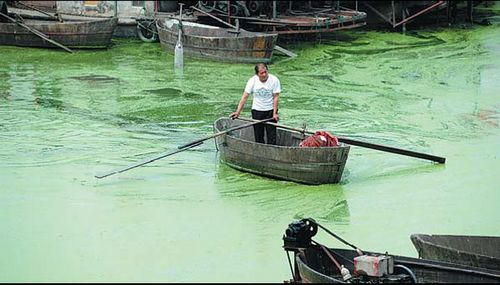 A fisherman rows a boat on the Chaohu Lake in Hefei, Anhui province, on Tuesday. Part of the lake is covered by algae because of pollution. Liu Junxi / Xinhua